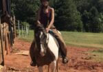 Beautiful Spotted Saddle Horse
