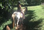 Beautiful Spotted Saddle Horse