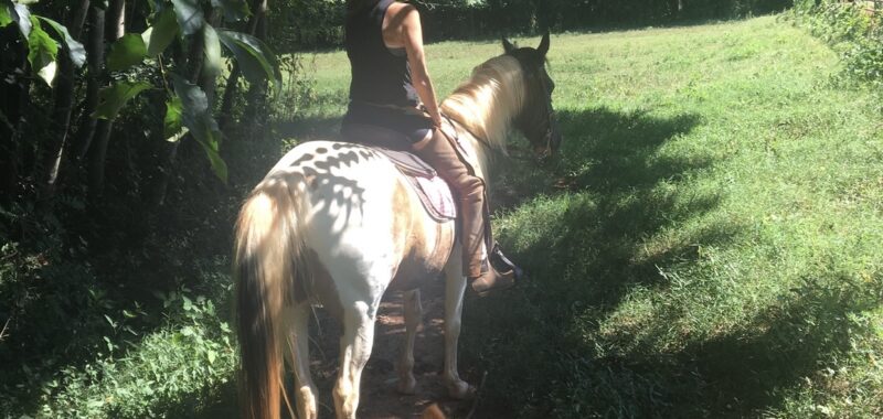 Beautiful Spotted Saddle Horse