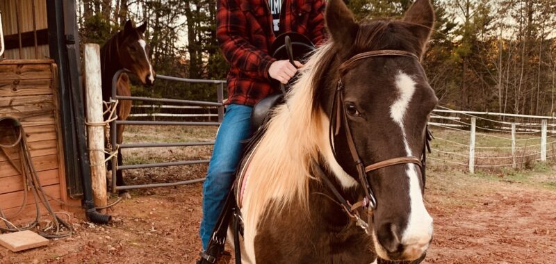Beautiful Spotted Saddle Horse