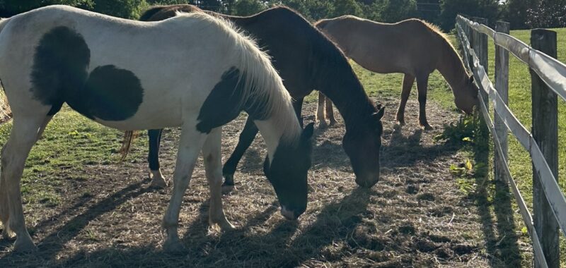 Beautiful Spotted Saddle Horse