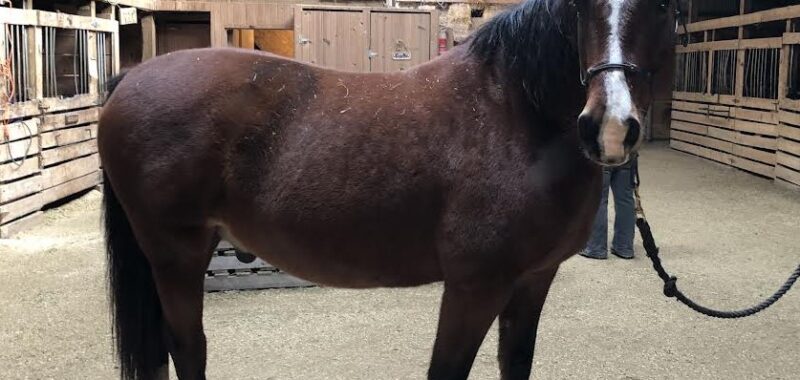 Little Johnny is not so little at 15.2hh+. He is an easy keeper except his hooves. Johnny needs shoes to be more than he is today.