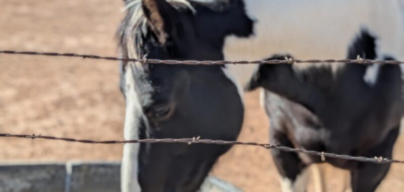 PENDING ADOPTION