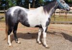 Black and White Paint Mare
