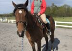 Scotty (9 yo OTTB)