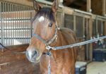 Scotty (9 yo OTTB)