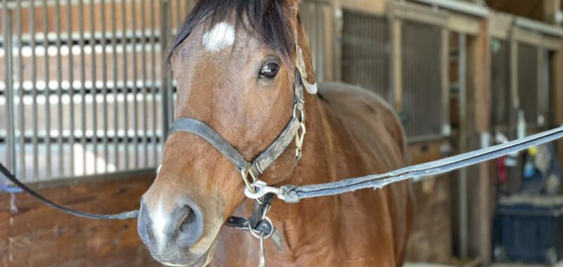 Scotty (9 yo OTTB)