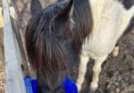 Leo (5 yo Chincoteague Pony)