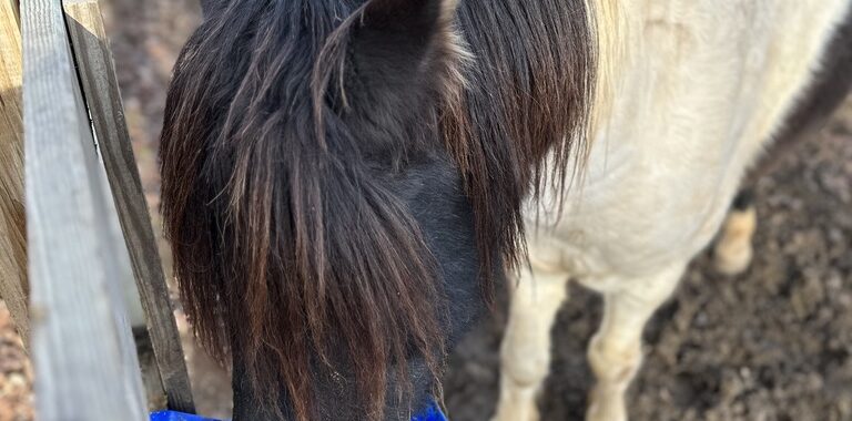 Leo (5 yo Chincoteague Pony)