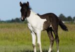 Leo (5 yo Chincoteague Pony)