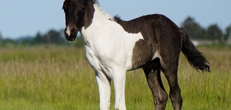 Leo (5 yo Chincoteague Pony)