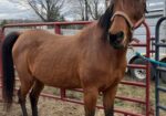 Breathtakingly beautiful 13-year-old Arabian mare, Amina, is seeking a caring, gentle person to bond with and be her forever best friend