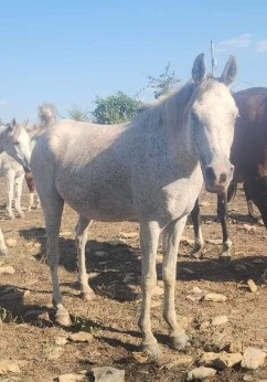 Arabian gelding, Arlo, is looking for someone to train and love him. He is available in our foster to adopt program.