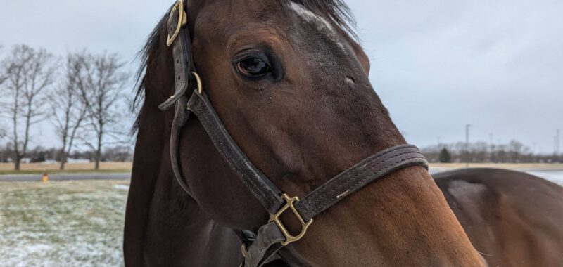 Blue-Eyed-Warrior-1