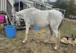 Arabian mare, Breea, is halter trained and ready to start under saddle! Could you fall in love with this sweetie and train her?