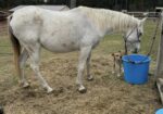 Arabian mare, Breea, is halter trained and ready to start under saddle! Could you fall in love with this sweetie and train her?