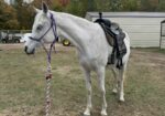 Arabian mare, Breea, is halter trained and ready to start under saddle! Could you fall in love with this sweetie and train her?