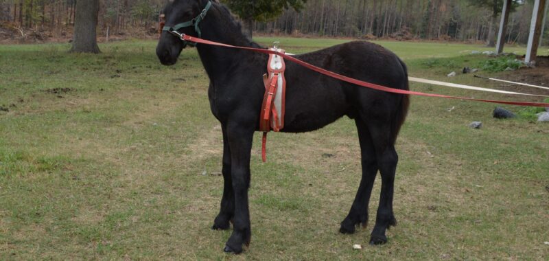 Gentle Friesian Colt