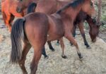 Young Arabian, Fire Whiz, is looking for her forever home