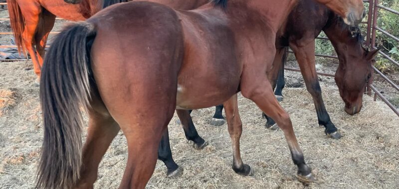 Young Arabian, Fire Whiz, is looking for her forever home