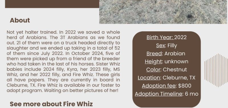 Young Arabian, Fire Whiz, is looking for her forever home