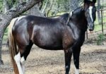 This stunning paint mare, Galadriel, needs a home with experience, time and patience. Could she be a fit for your family?