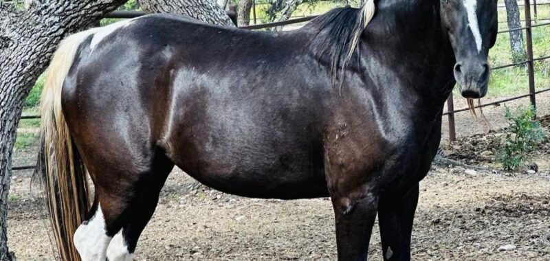 This stunning paint mare, Galadriel, needs a home with experience, time and patience. Could she be a fit for your family?