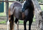 This stunning paint mare, Galadriel, needs a home with experience, time and patience. Could she be a fit for your family?