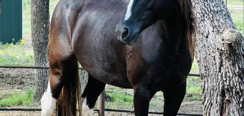 This stunning paint mare, Galadriel, needs a home with experience, time and patience. Could she be a fit for your family?