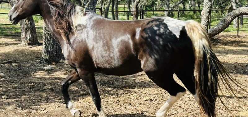 This stunning paint mare, Galadriel, needs a home with experience, time and patience. Could she be a fit for your family?