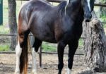 This stunning paint mare, Galadriel, needs a home with experience, time and patience. Could she be a fit for your family?