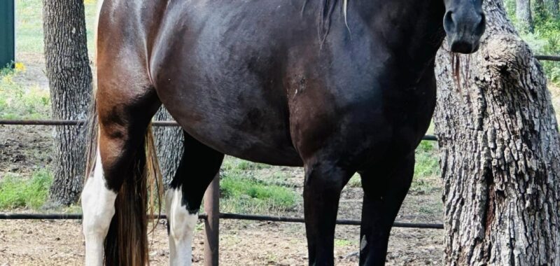 This stunning paint mare, Galadriel, needs a home with experience, time and patience. Could she be a fit for your family?