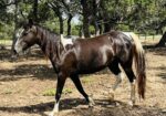 This stunning paint mare, Galadriel, needs a home with experience, time and patience. Could she be a fit for your family?