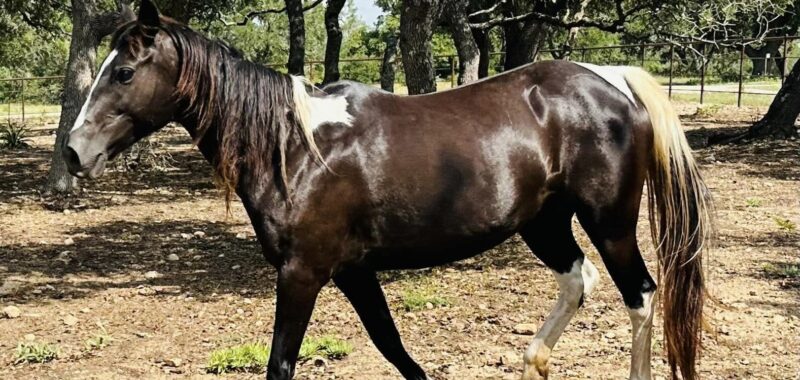 This stunning paint mare, Galadriel, needs a home with experience, time and patience. Could she be a fit for your family?