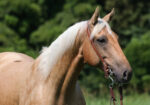 AQHA Quarter Horse