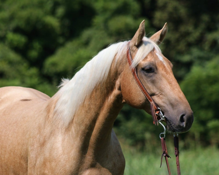 AQHA Quarter Horse
