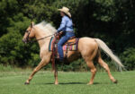 AQHA Quarter Horse