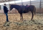 Marbles- HTFAS 25yo Badger Face gelding
