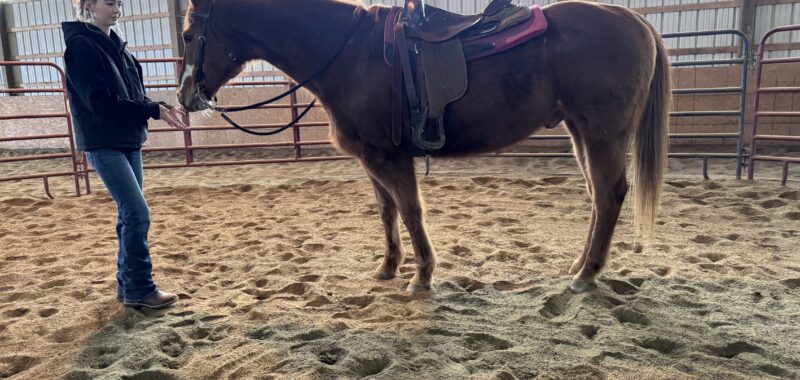 Marbles- HTFAS 25yo Badger Face gelding