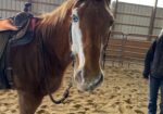 Marbles- HTFAS 25yo Badger Face gelding