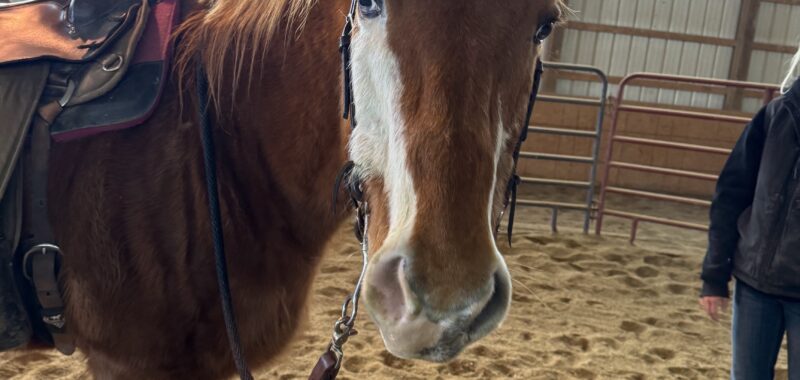 Marbles- HTFAS 25yo Badger Face gelding