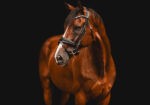 16.2h bay Thoroughbred 14yo Great horse, Great price