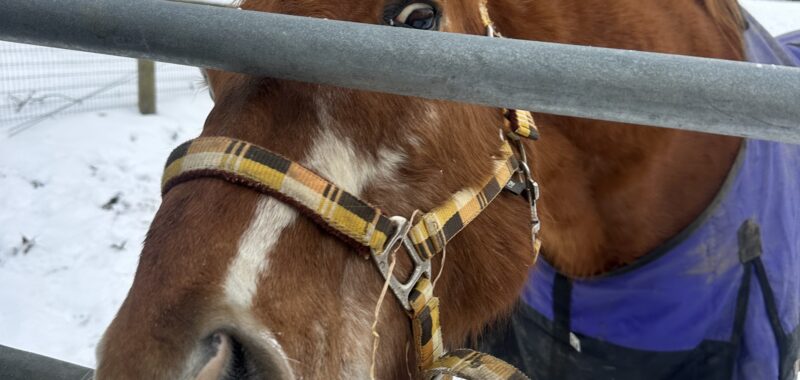 Marbles- HTFAS 25yo Badger Face gelding