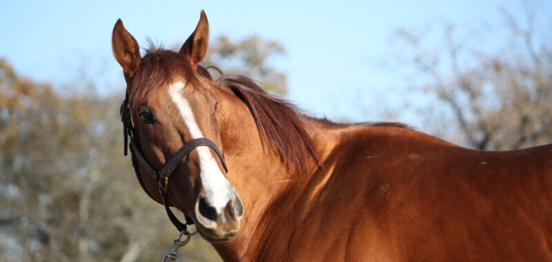 4 year old Chestnut Mare