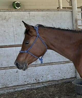 Arabian mare, Jasmine, is halter trained and looking for an experienced handler. Are you up for continuing this beauty’s training?