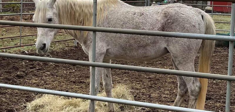 Sweet, laid back, Arabian gelding, Kenza, is looking for his forever home where he can continue his training