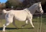 This super sweet Arabian gelding, Marshmellow, has special needs and is looking for a forever home to care for him. Could you fall in love with this cutie pie?