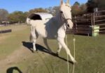 This super sweet Arabian gelding, Marshmellow, has special needs and is looking for a forever home to care for him. Could you fall in love with this cutie pie?