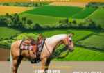 AQHA Quarter Horse