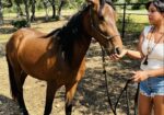 This young girl, Pip, handles well, is good for the farrier, and has had ground work done!